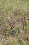 Pitted beardgrass